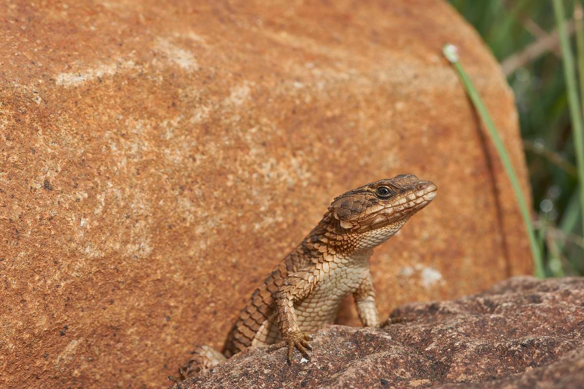 reptile brown lizard on rock lizard