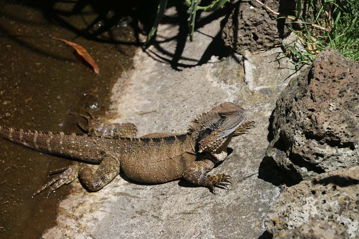 lizard brown lizard on seashore reptile
