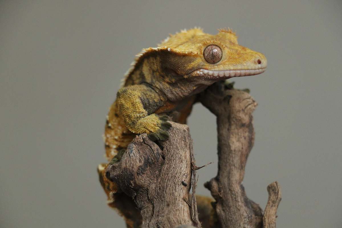gecko brown lizard on tree branch in close-up photography lizard