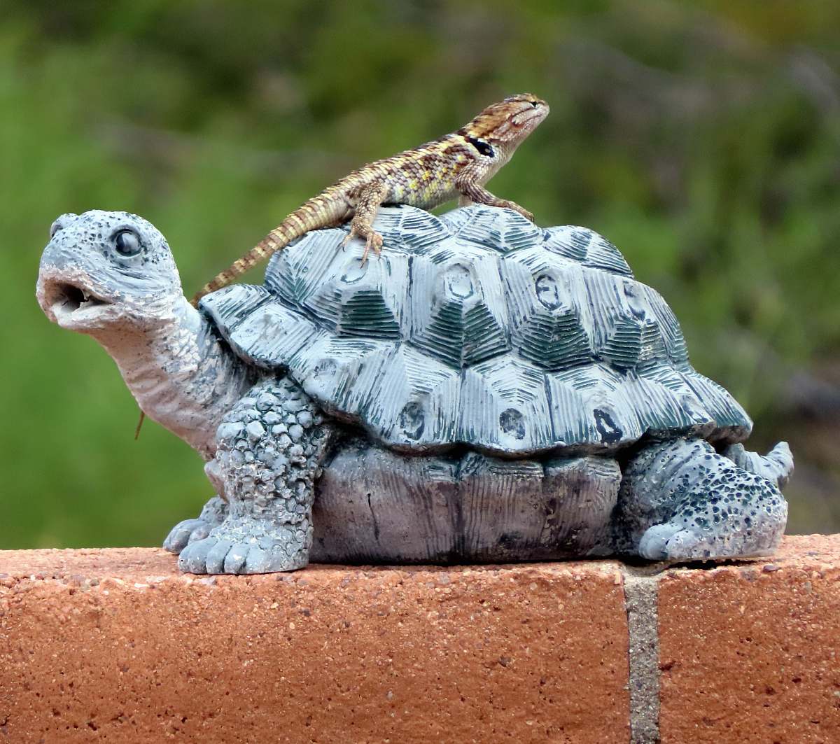 reptile brown lizard on turtle statue sea life