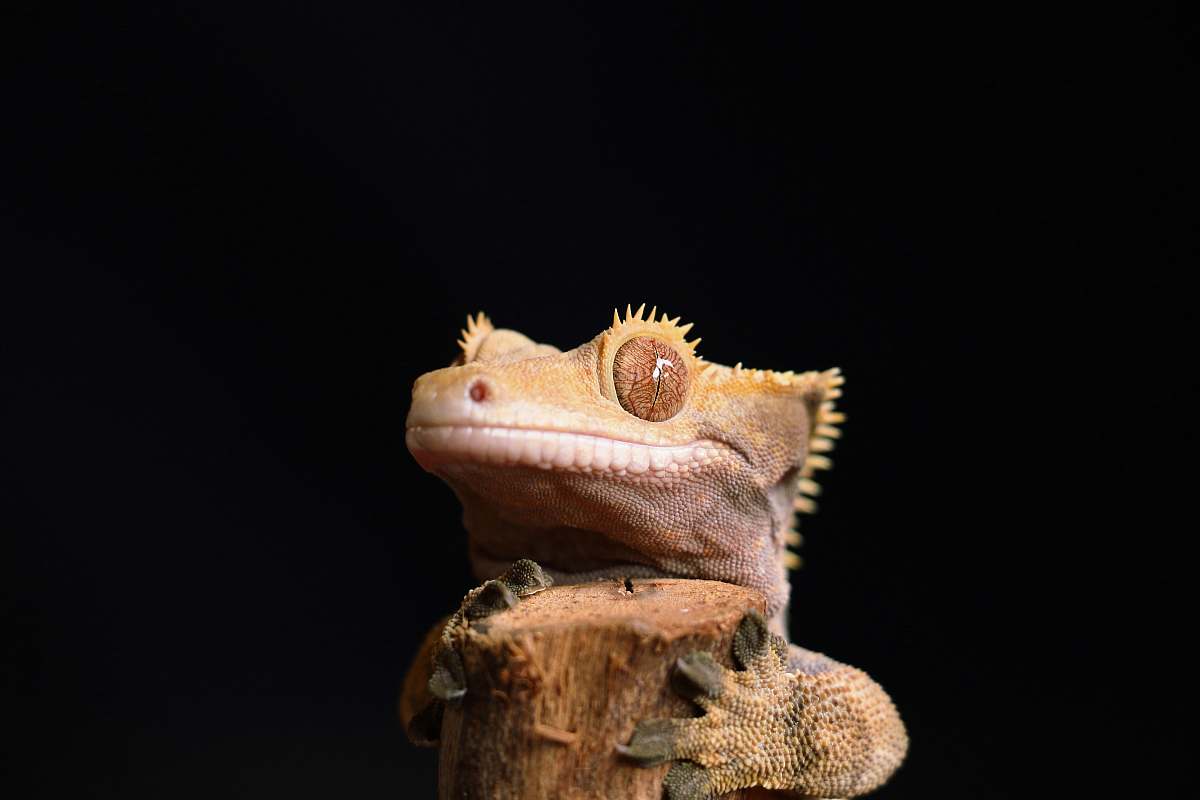 reptile brown lizard lizard