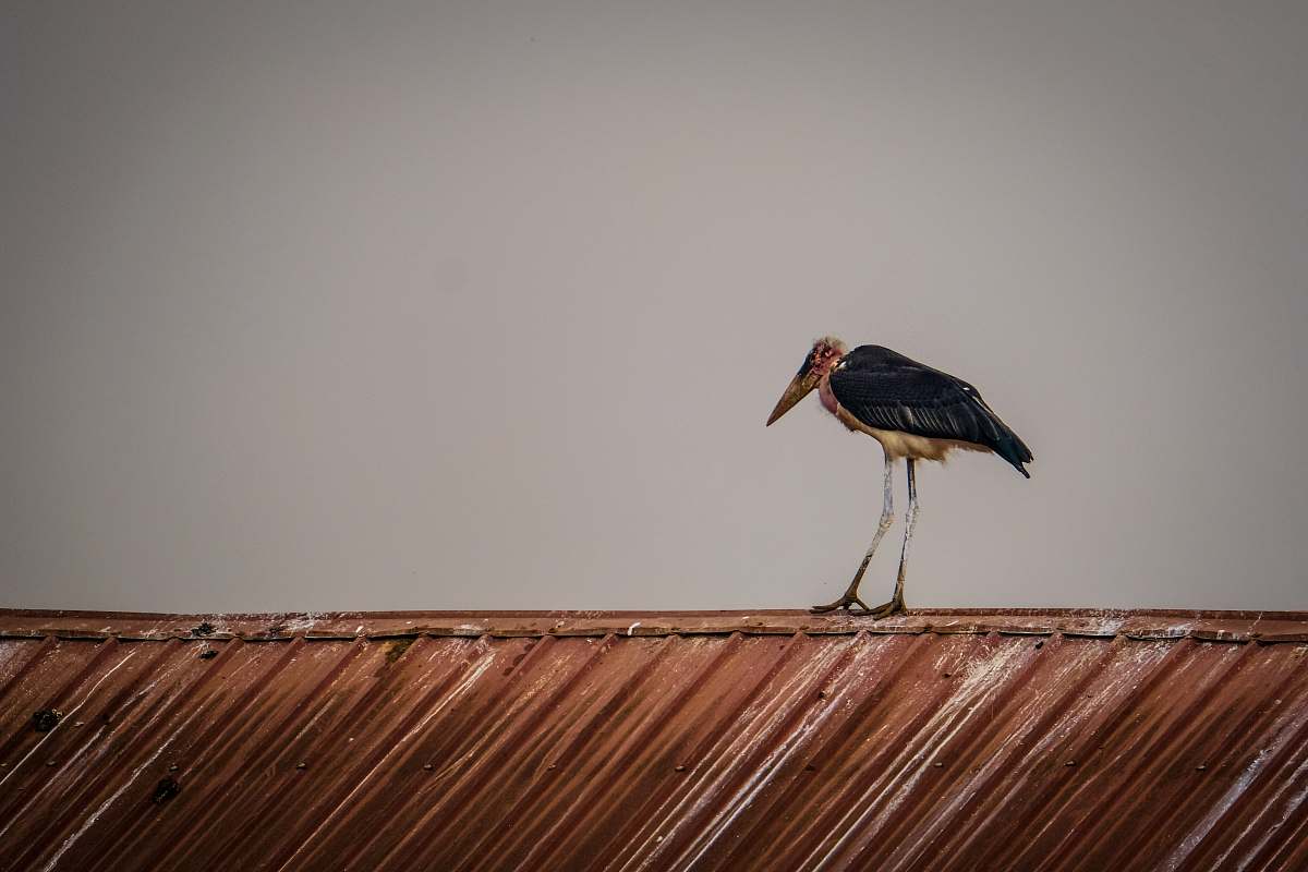 bird brown long-beak bird figure wall decor stork