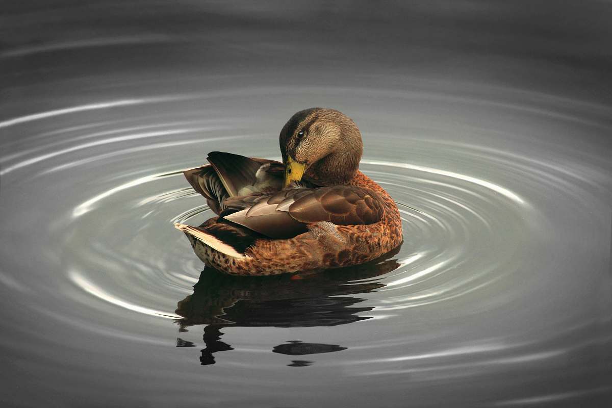bird brown mallard duck illustration duck