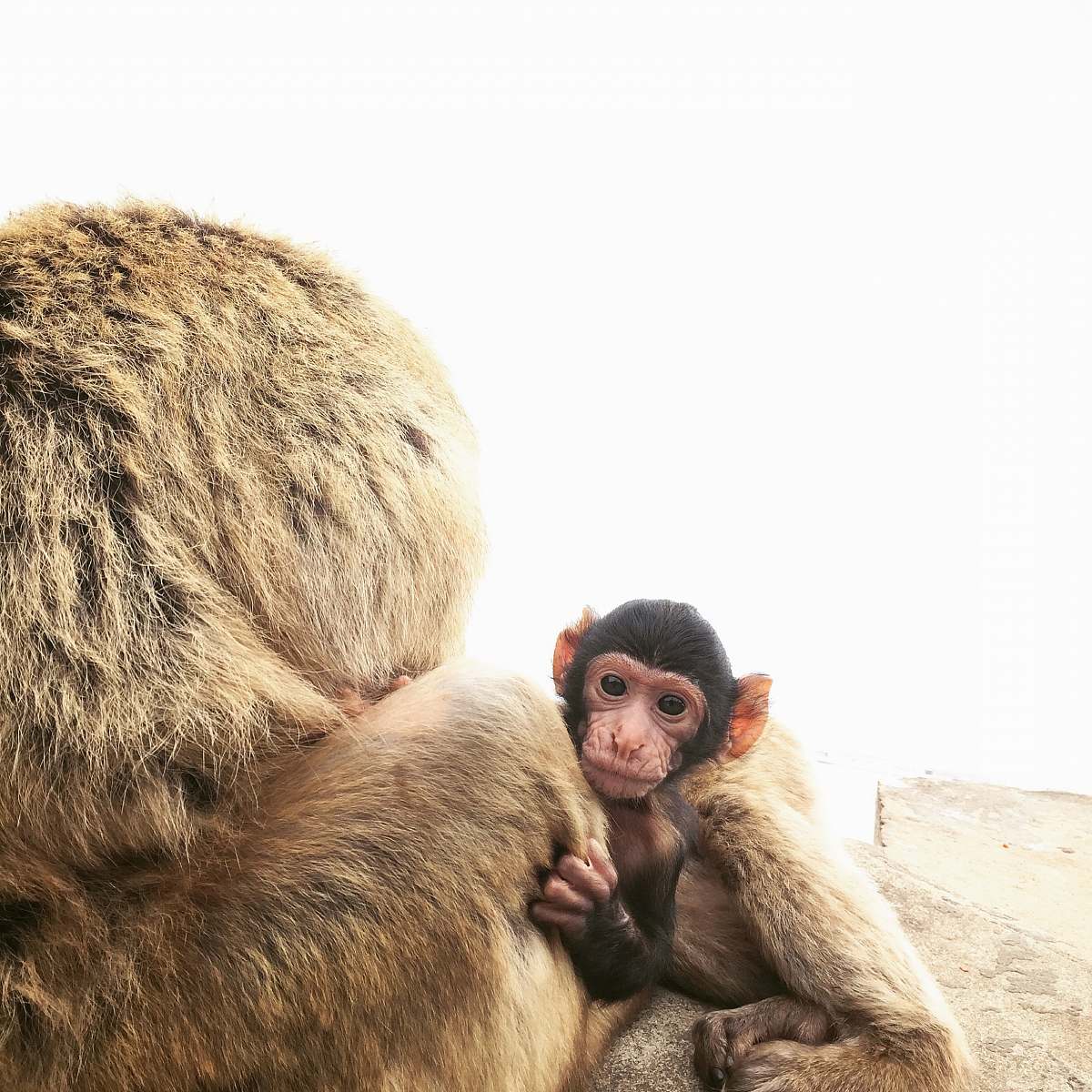 mammal brown monkey during daytime monkey