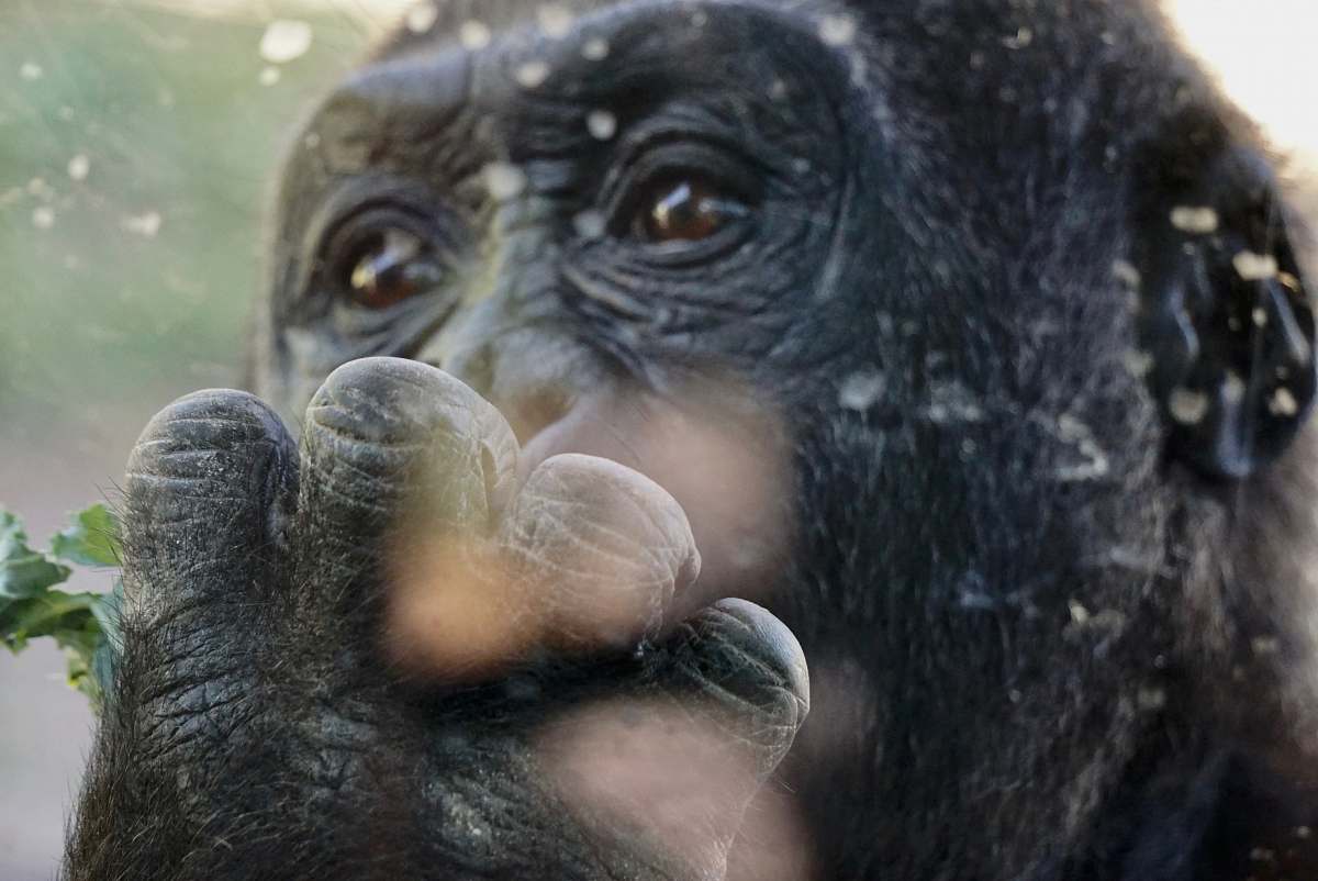 mammal brown monkey macro photography ape