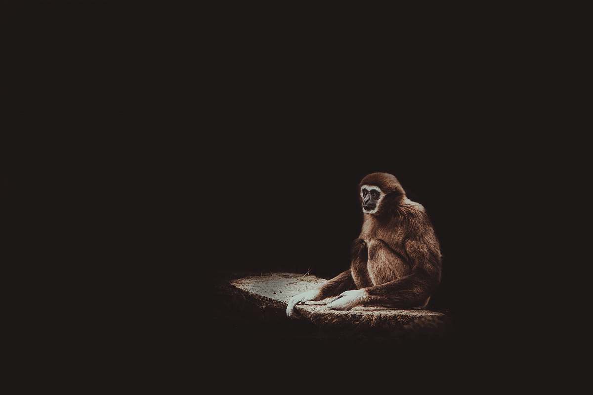 mammal brown monkey monkey