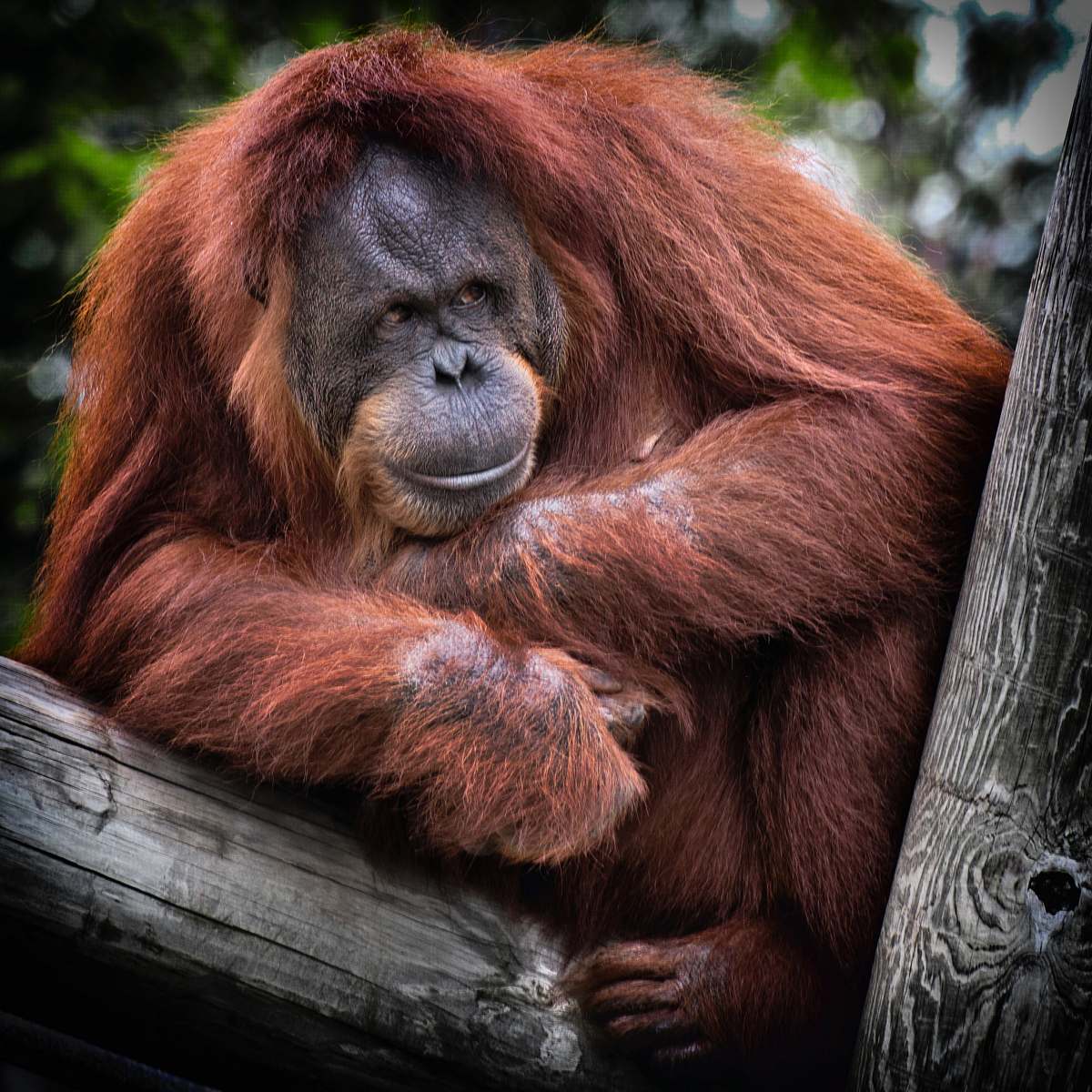 orangutan brown monkey on top of tree monkey