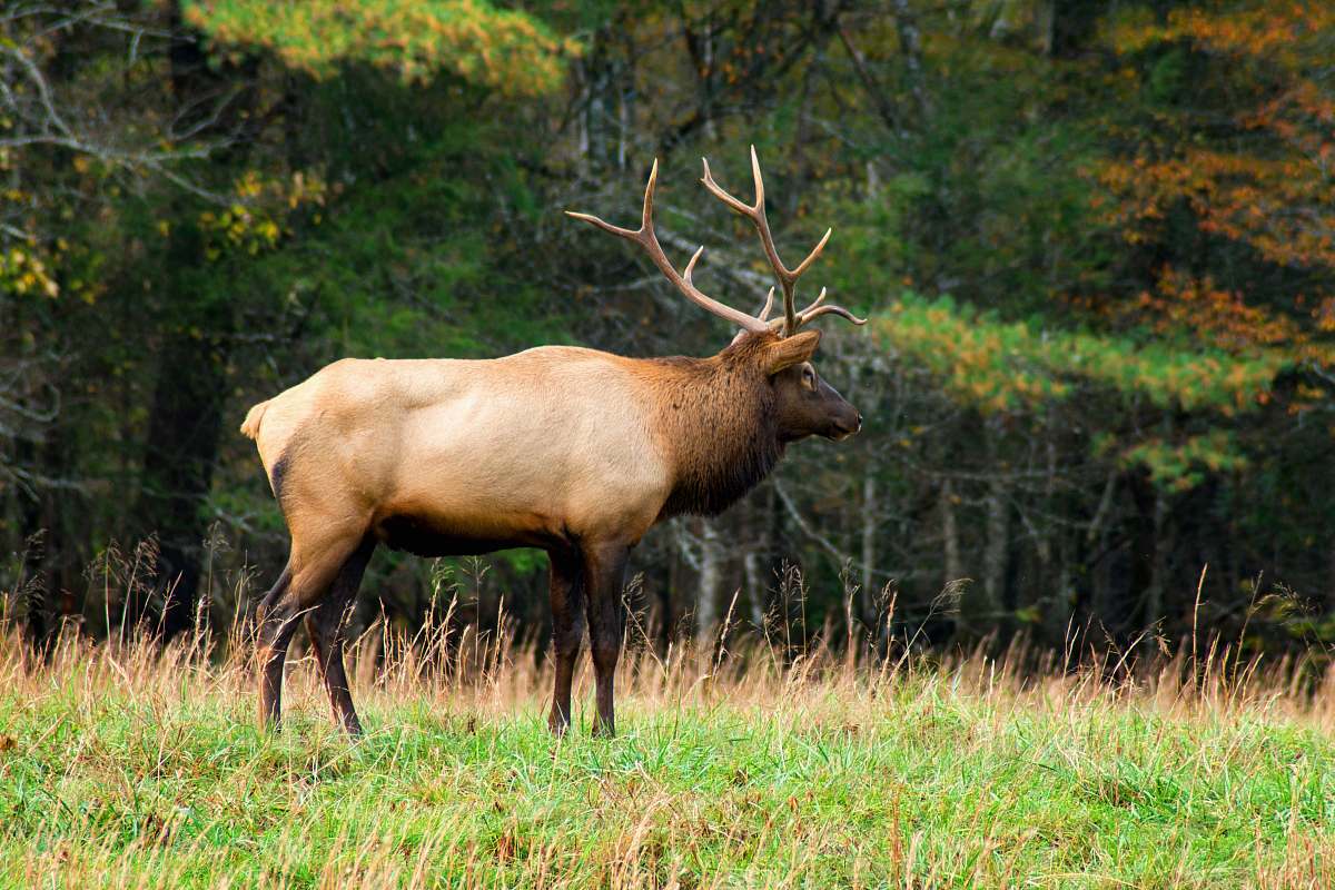 mammal brown moose elk