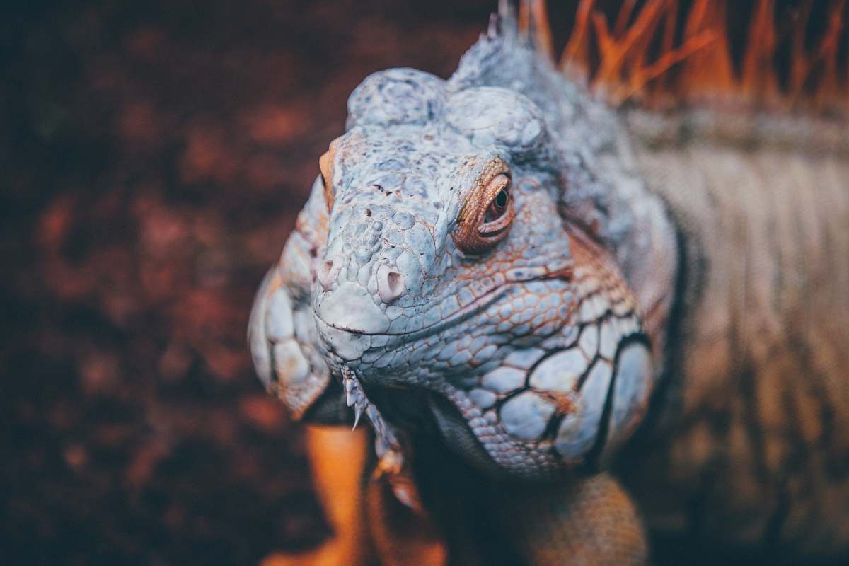 lizard brown, orange, and blue lizard in focus photography during daytime reptile