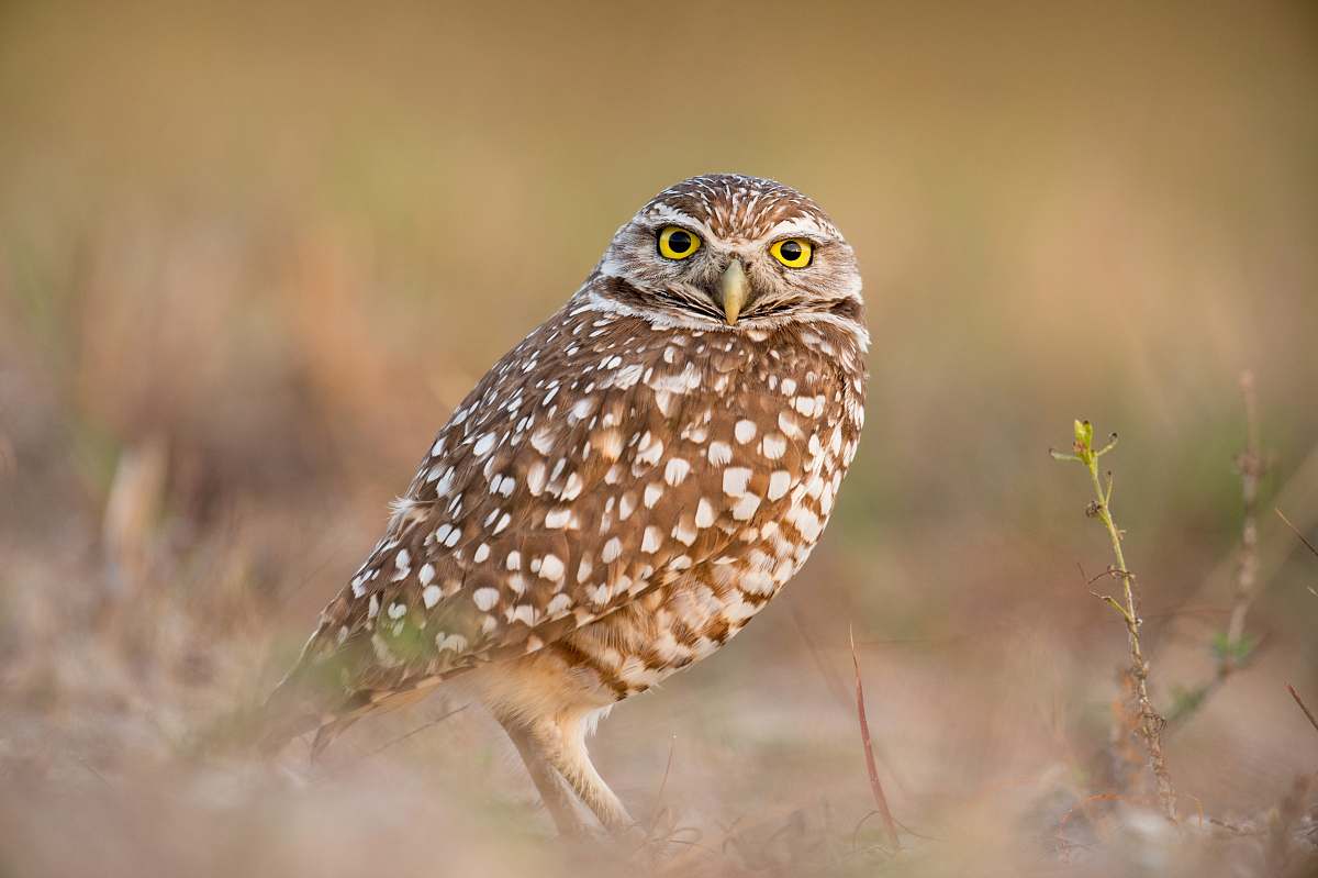 bird brown owl in bokeh photography owl