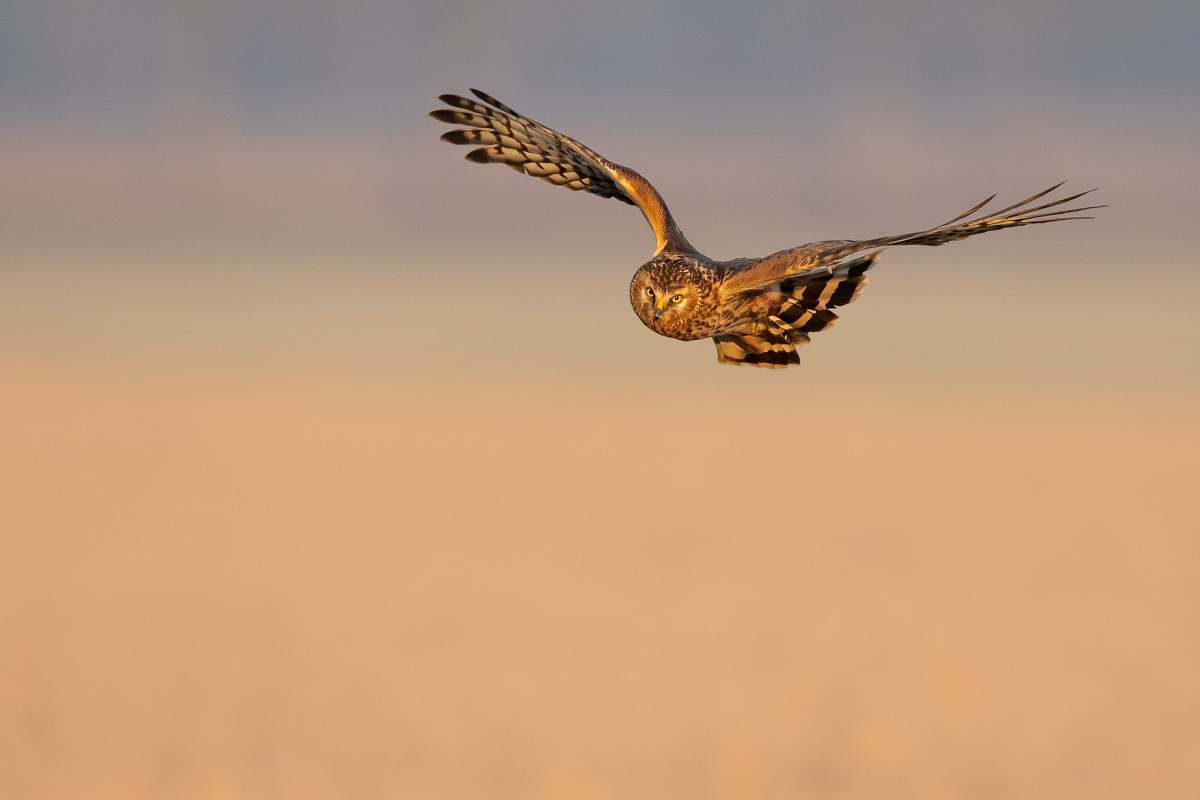 bird brown owl in flight flying