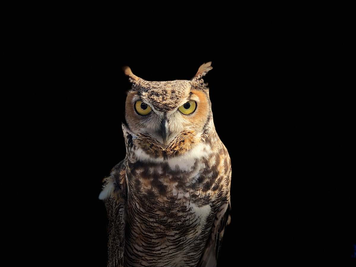 bird brown owl on a dark place owl