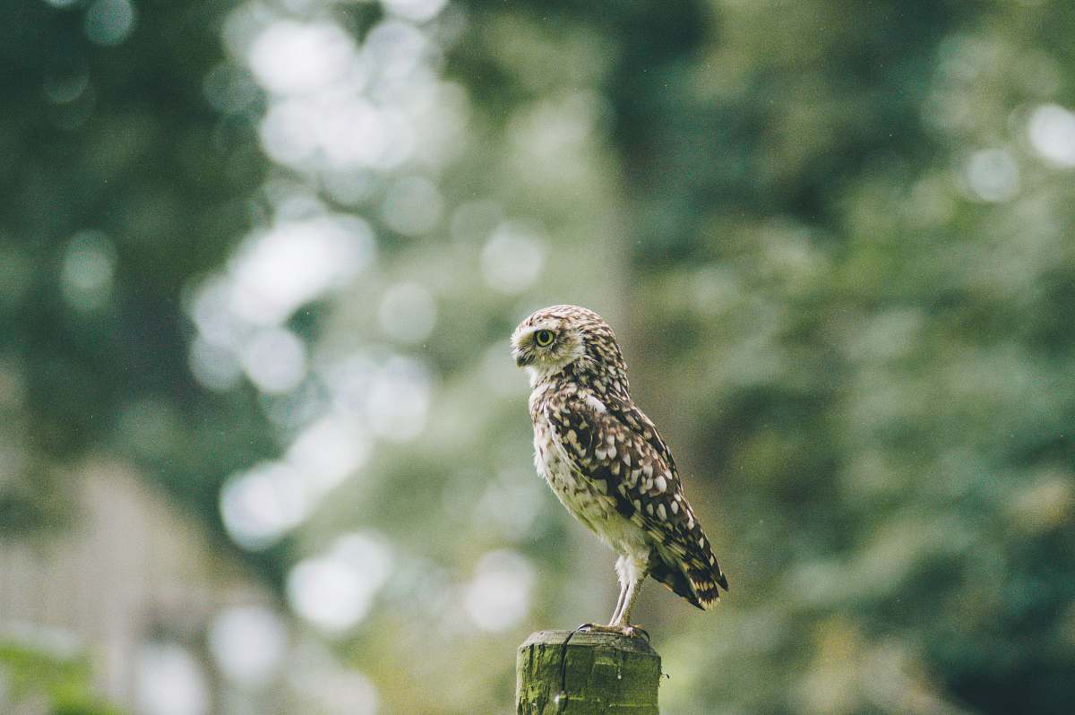 bird brown owl on tree accipiter