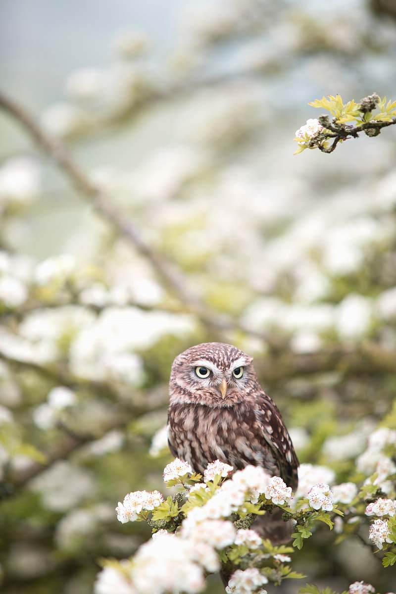 bird brown owl on tree branch in shallow focus photography owl