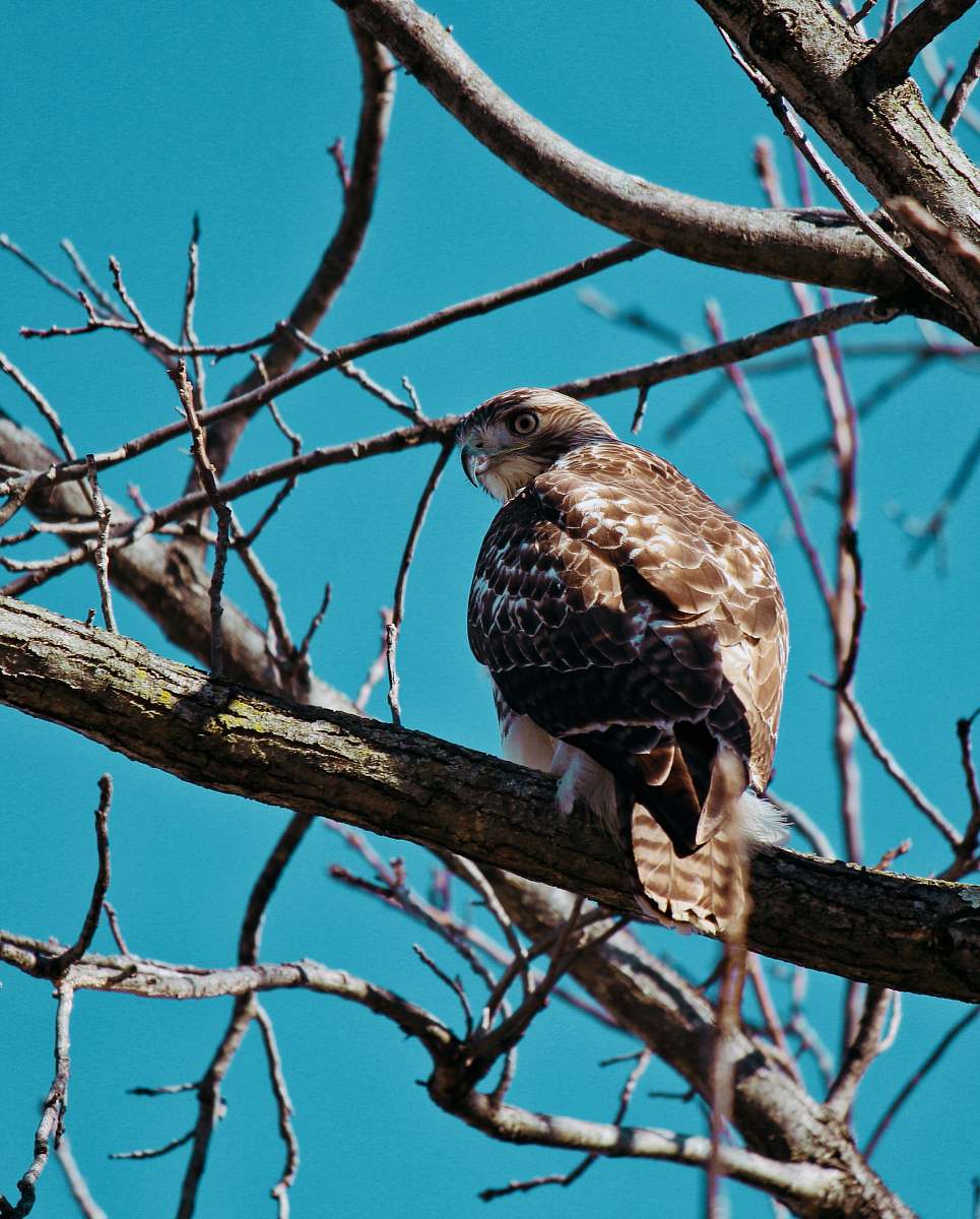 bird brown owl perching on tree accipiter