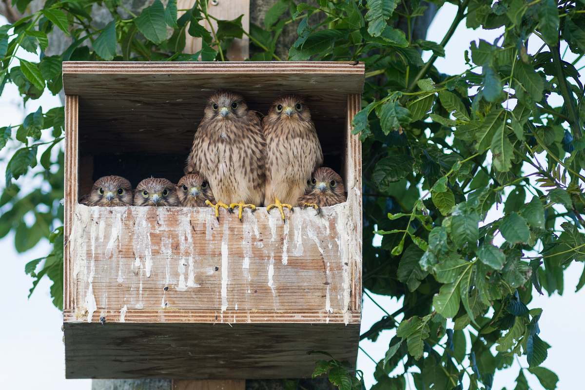 bird brown own in birdhouse during daytime fowl