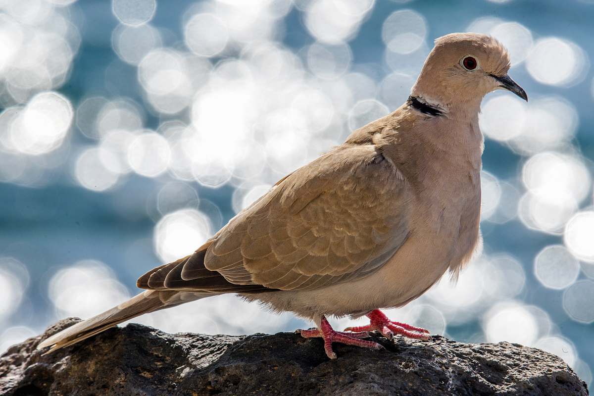 bird brown pigeon perched on rock dove