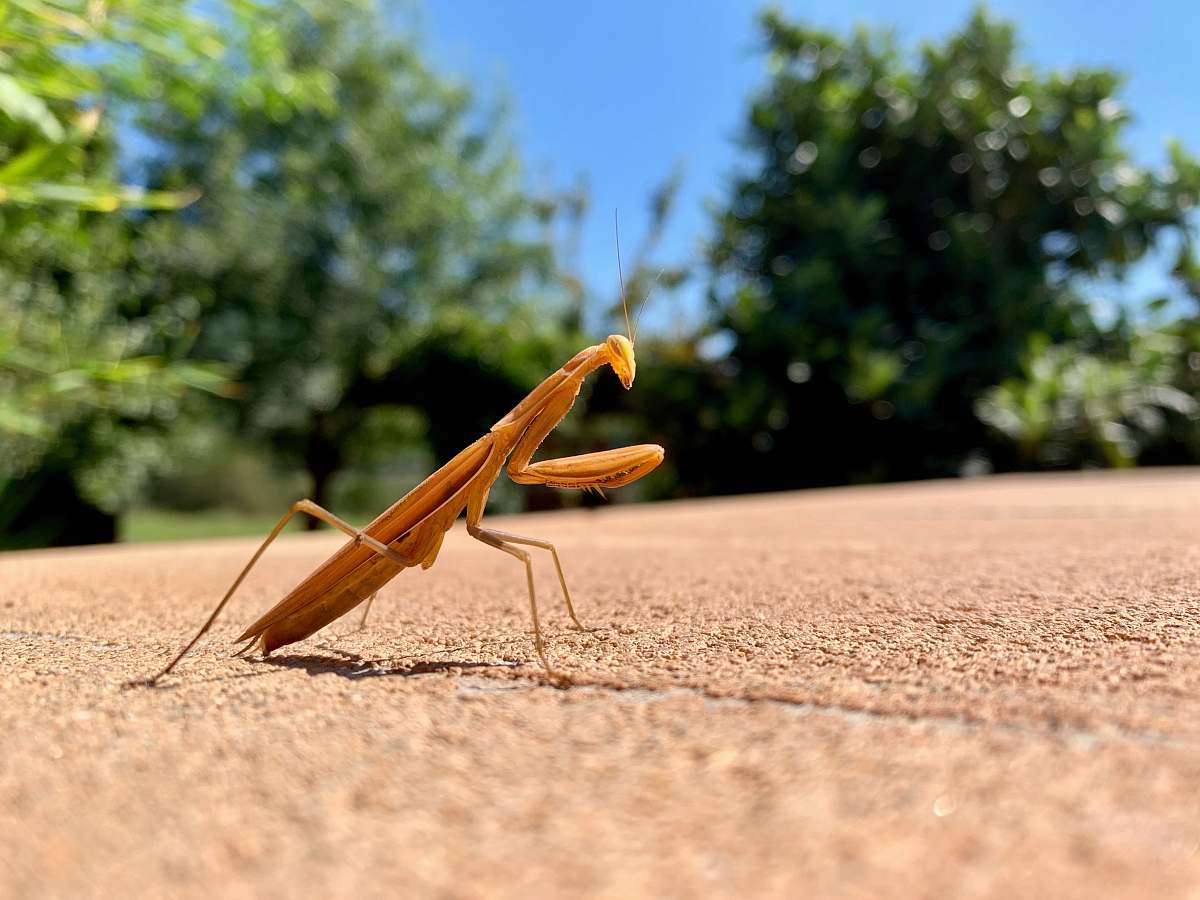 insect brown praying mantis invertebrate