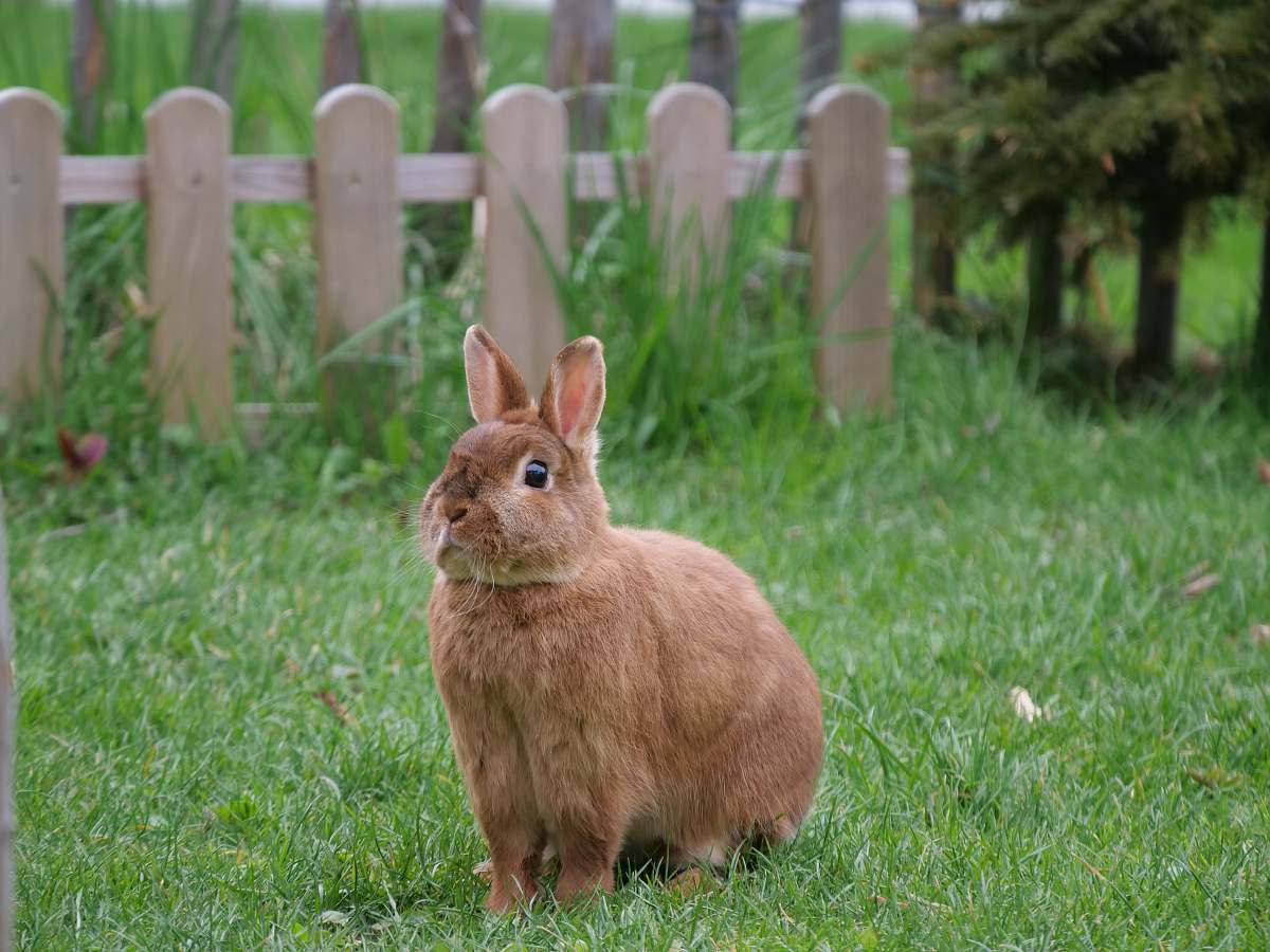 mammal brown rabbit at the garden kangaroo