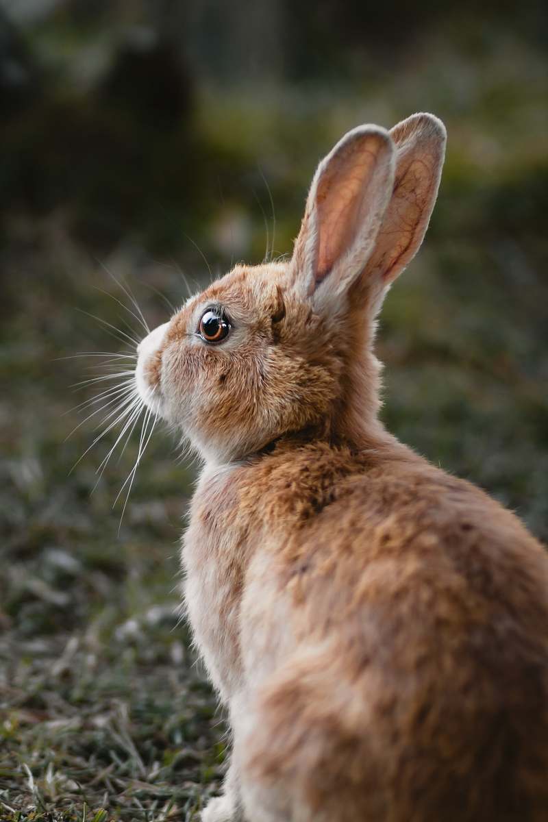 rodent brown rabbit hare