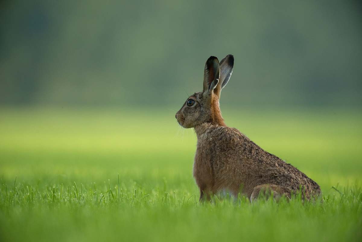 hare brown rabbit standing on green grass field rodent