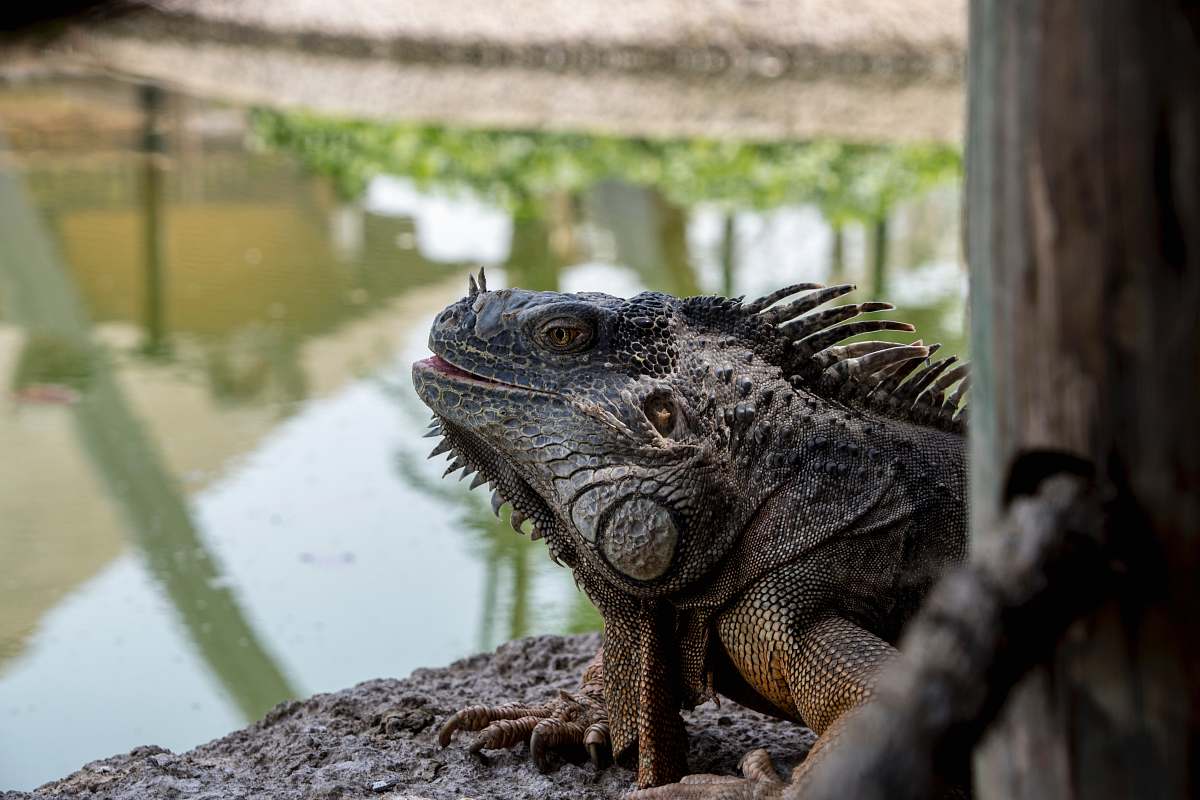 lizard brown reptile reptile