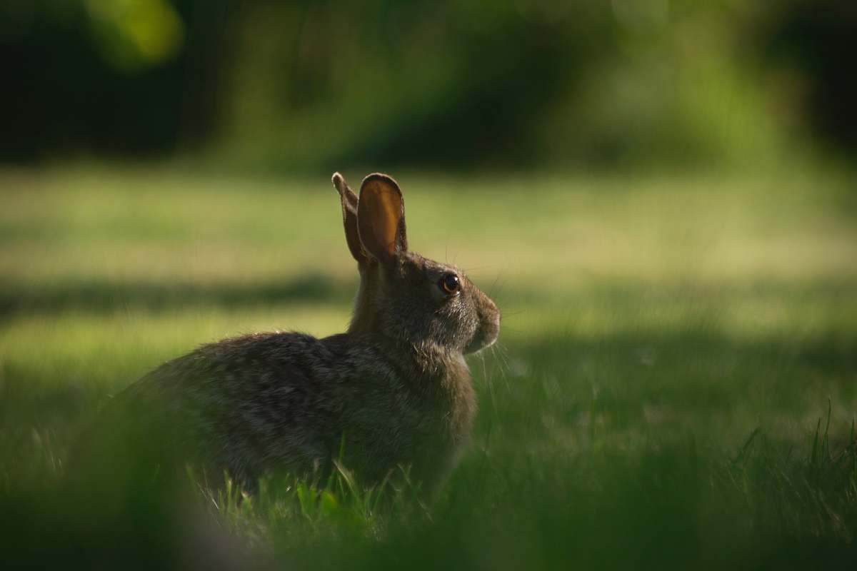 hare brown rodent on green grass selective focus photography bunny