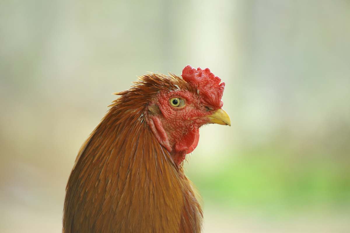 bird brown rooster chicken