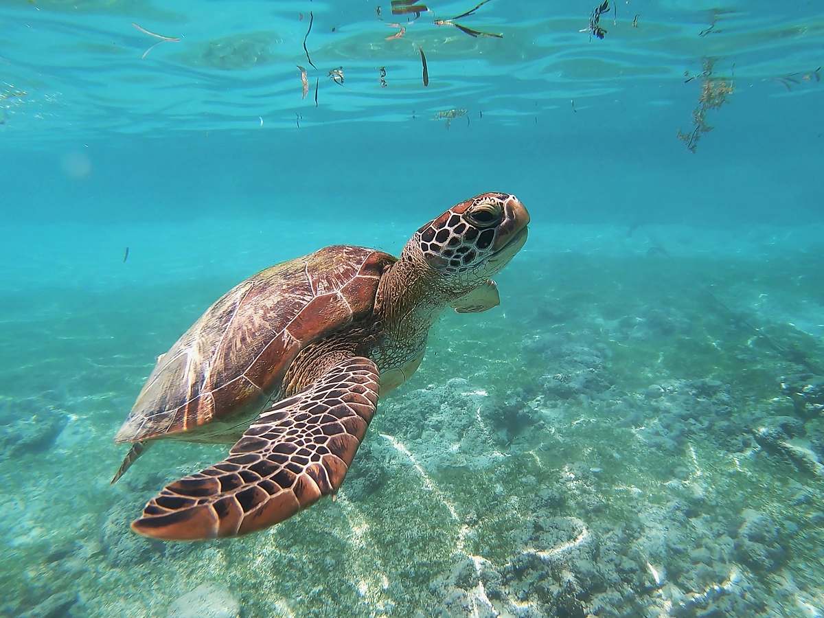 reptile brown sea turtle turtle