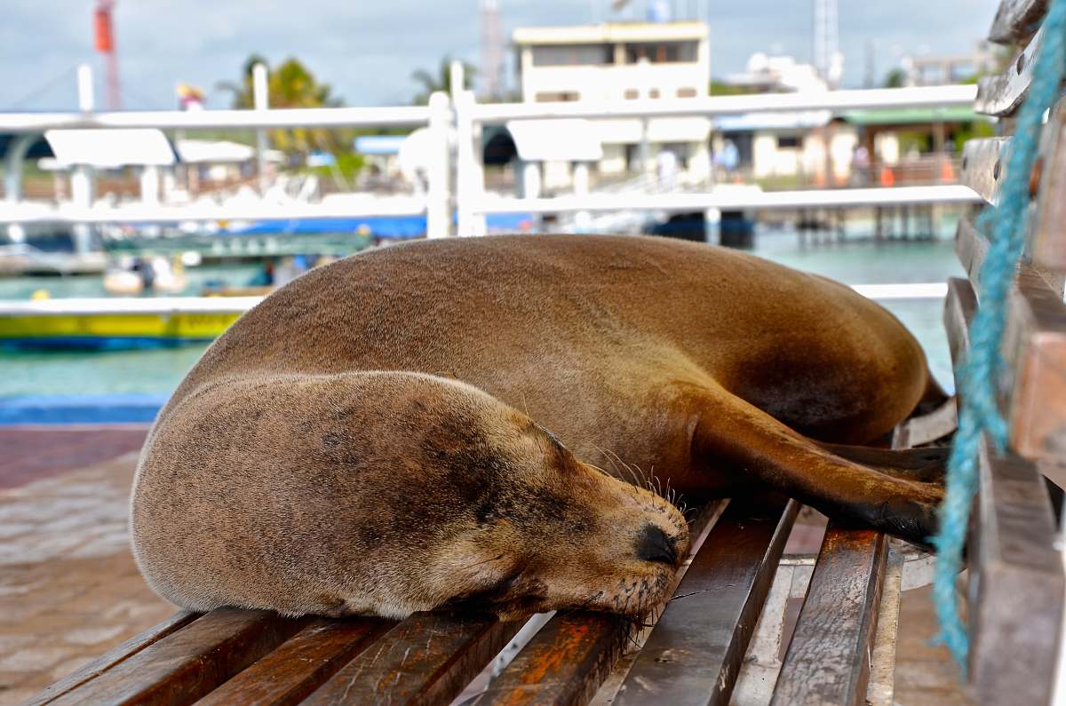 mammal brown seal lying on wood surface at daytime sea lion