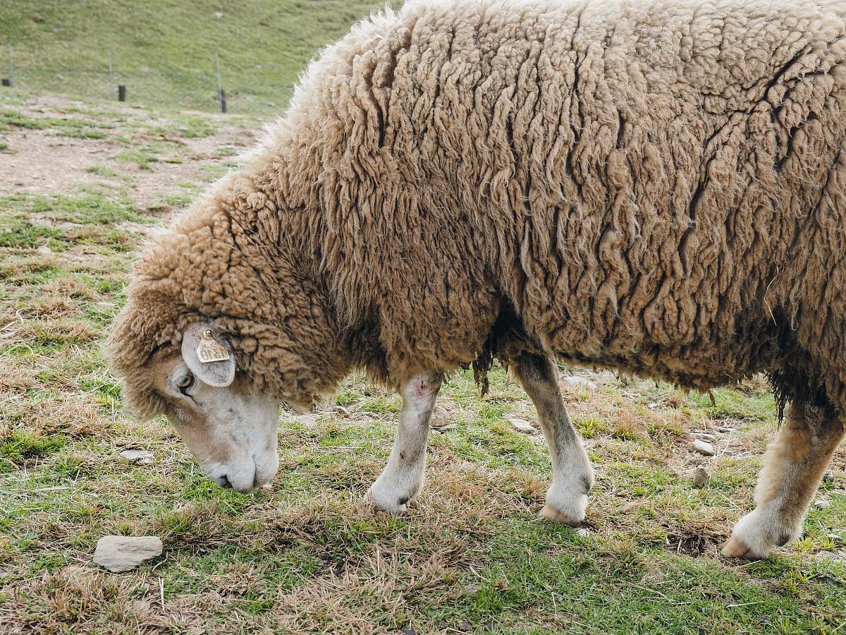 mammal brown sheep sheep