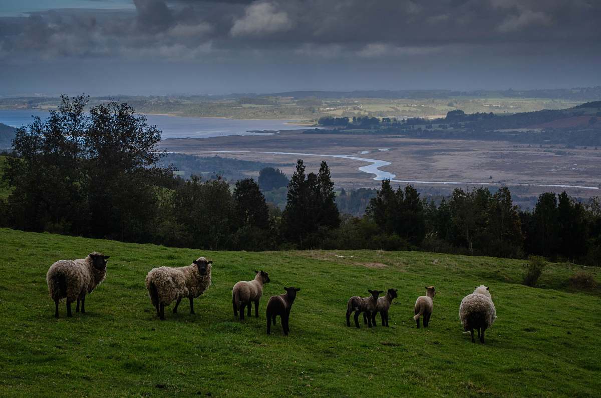 mammal brown sheeps on green grass sheep