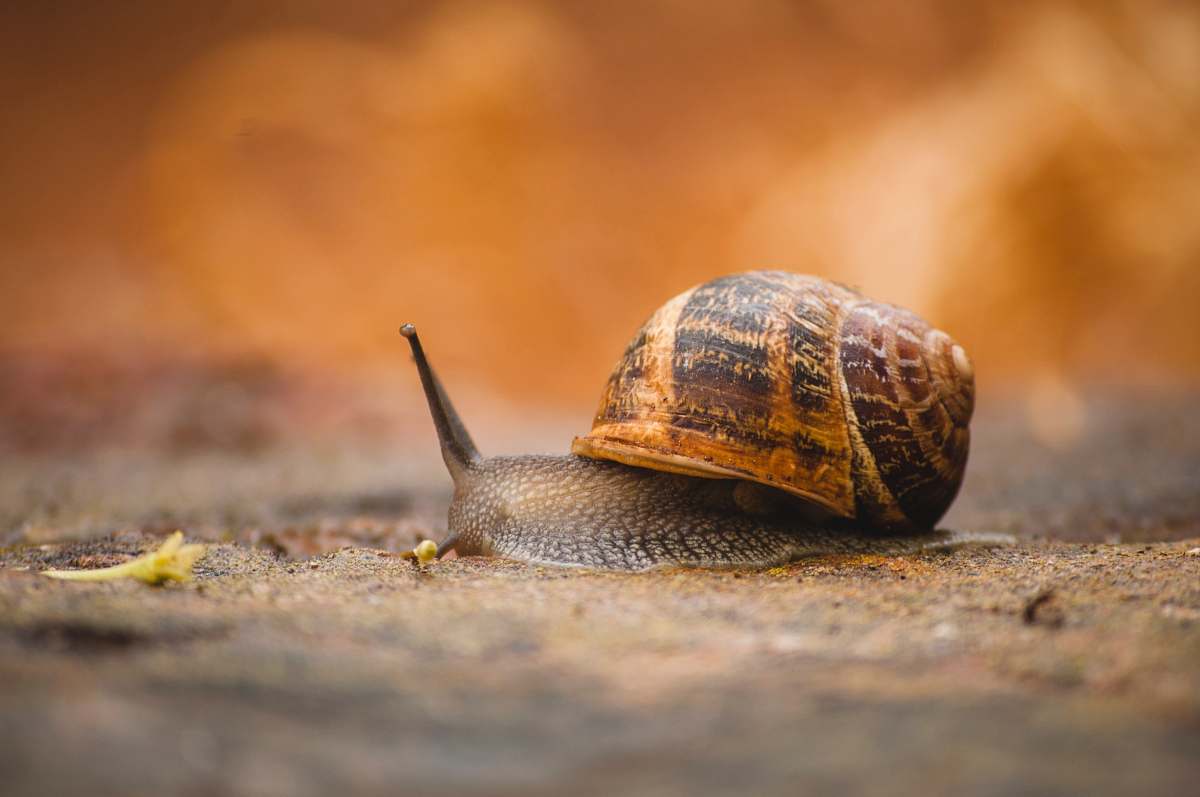 reptile brown snail sea life