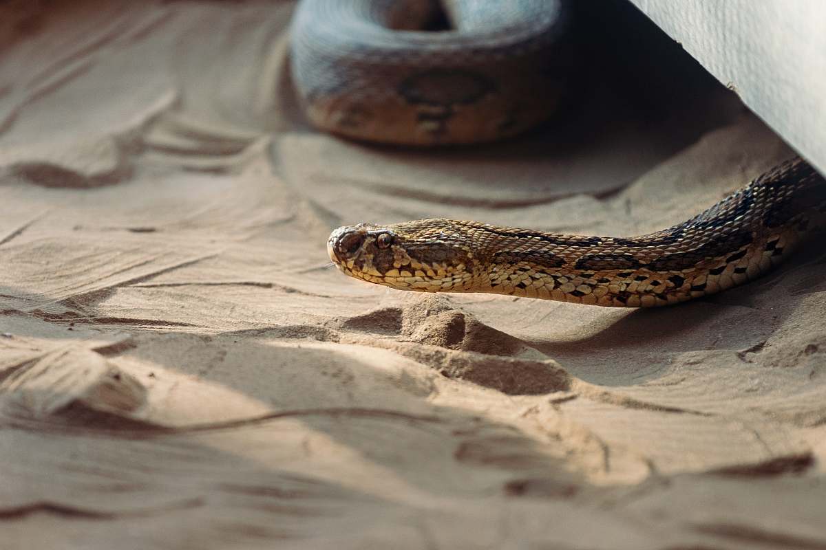 reptile brown snake crawling in the sand snake