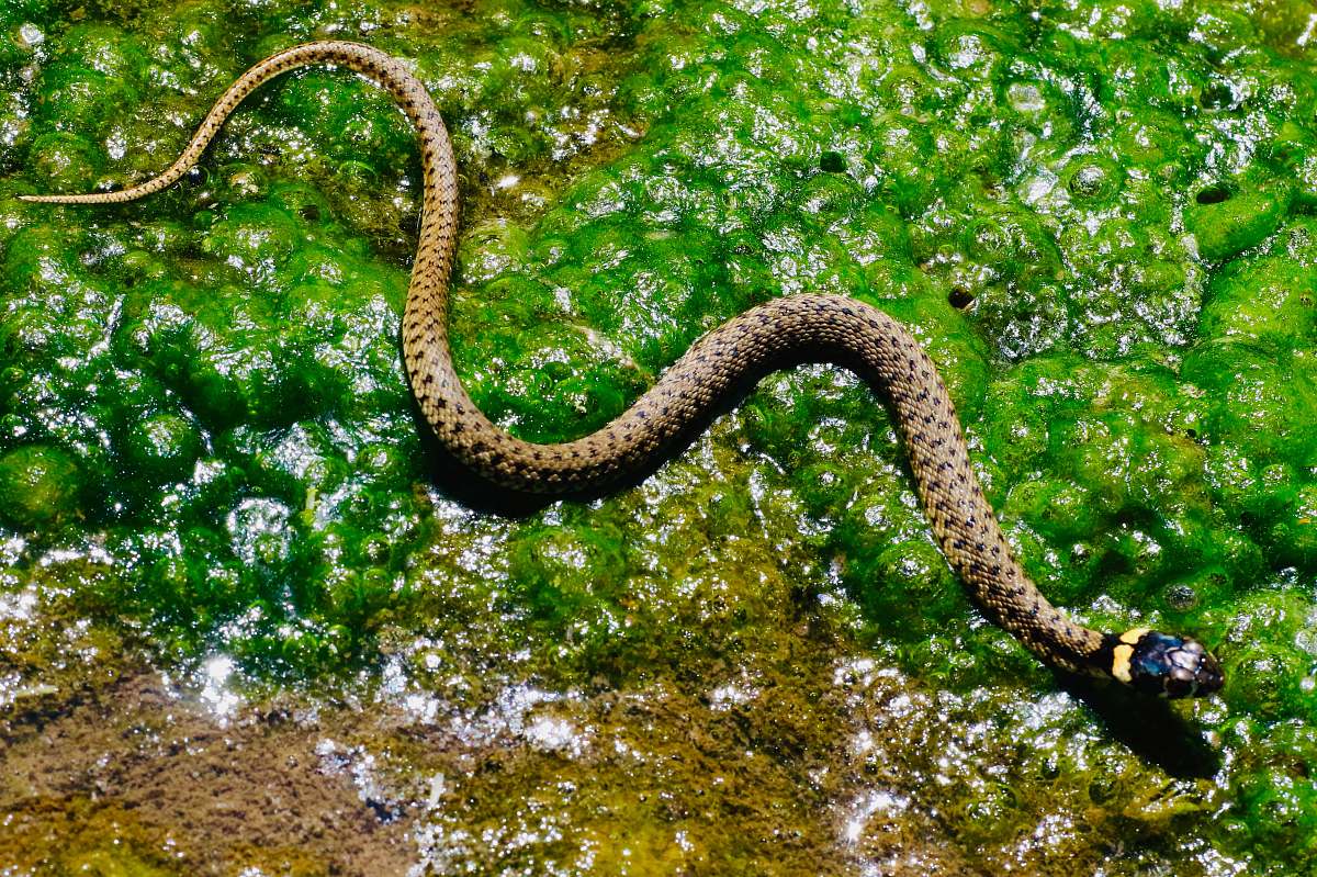 Reptile Brown Snake On Green Moth Snake Image Free Photo