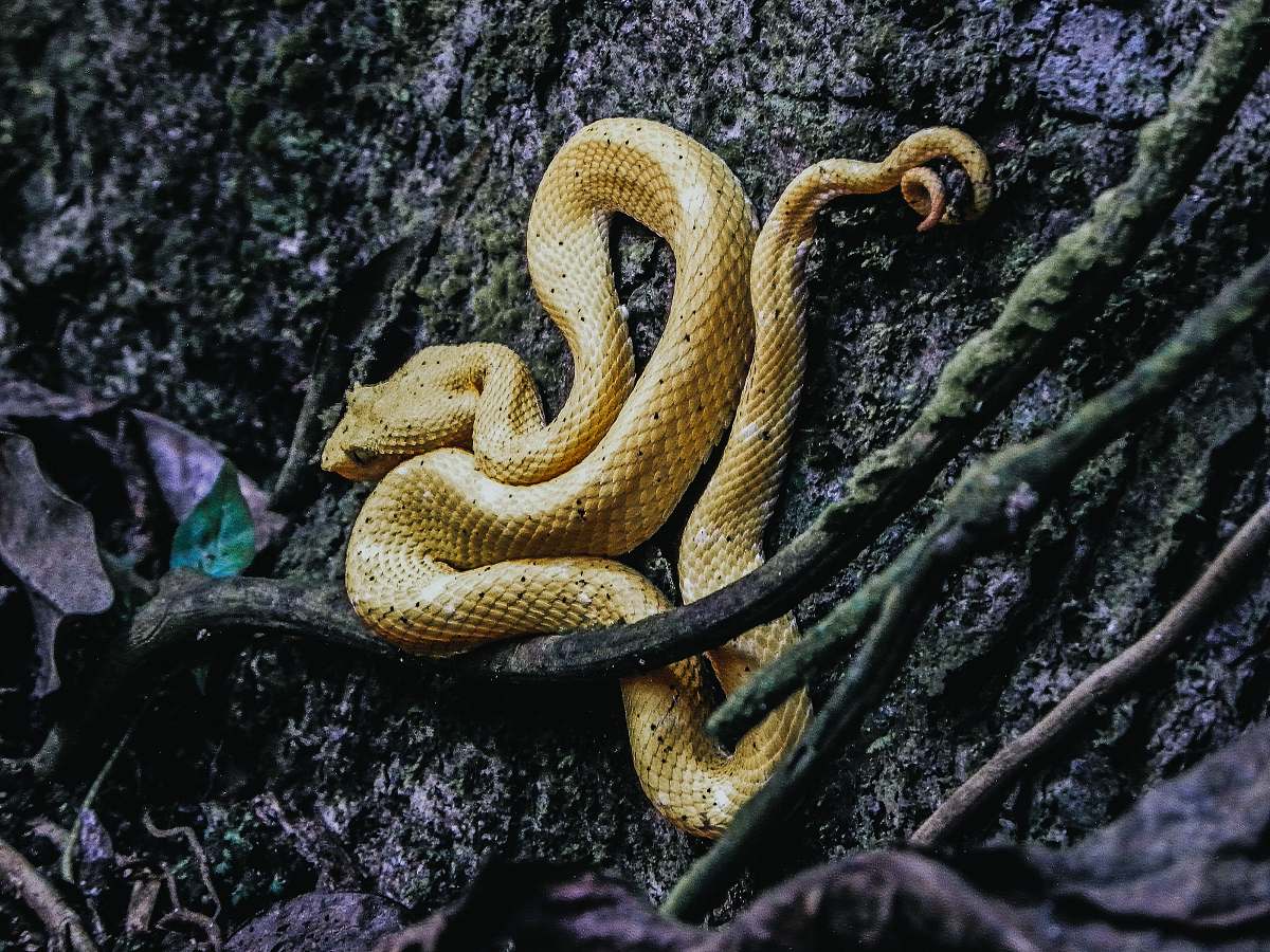 reptile brown snake on the ground snake
