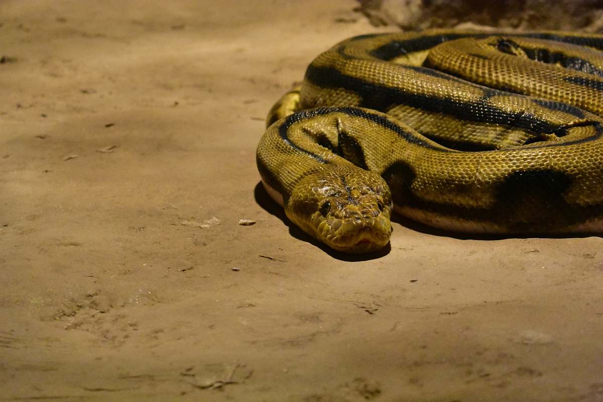 snake brown snake anaconda