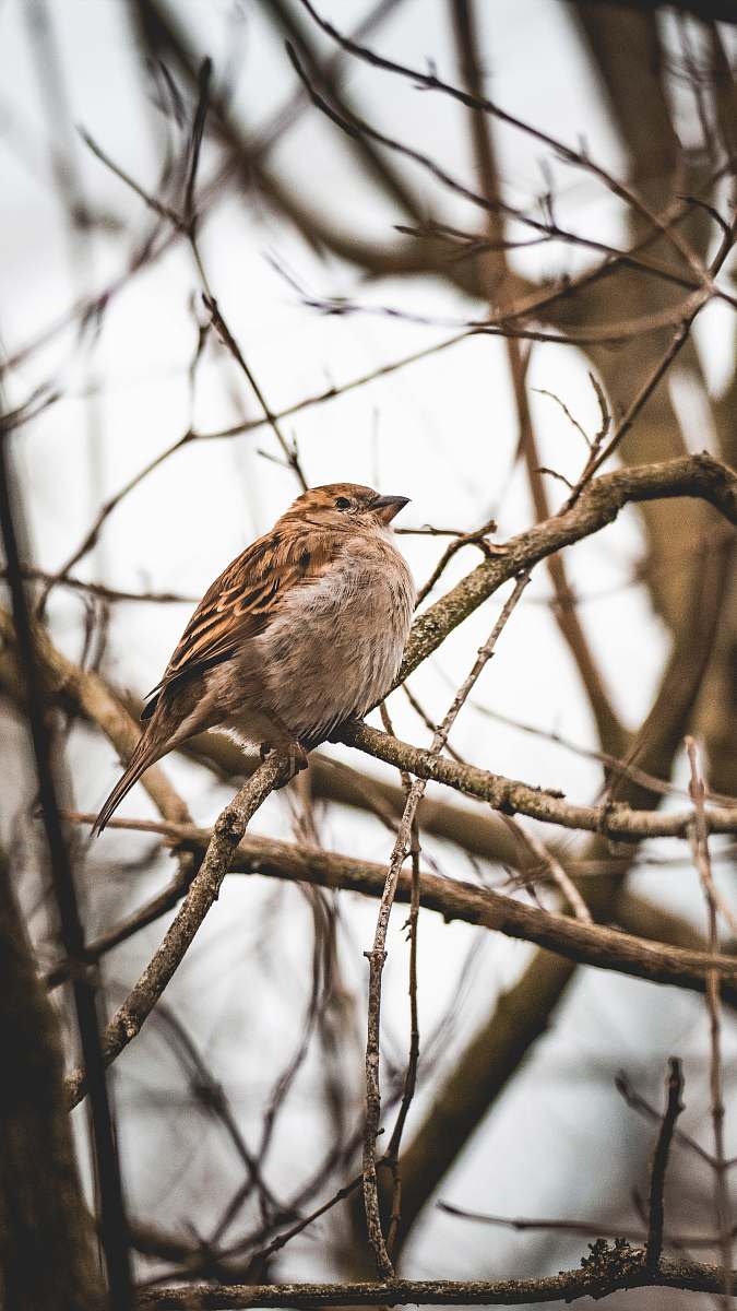 bird brown sparrow bird on bare tree sparrow