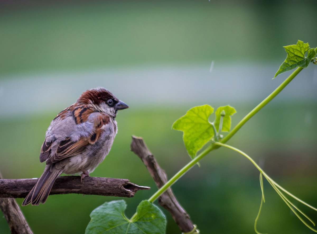 bird brown sparrow bird on brown twig near green leaf plant sparrow