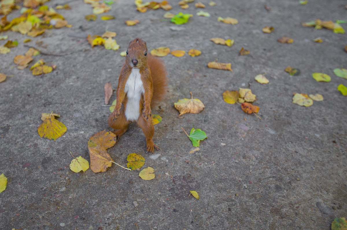 rodent brown squirrel on pavement squirrel