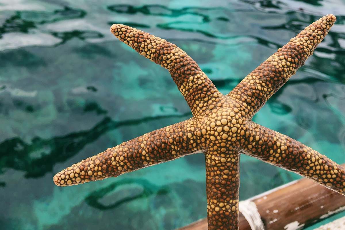 reptile brown star fish lizard