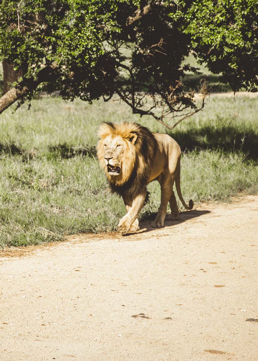 lion brown tiger beside green grass field wildlife