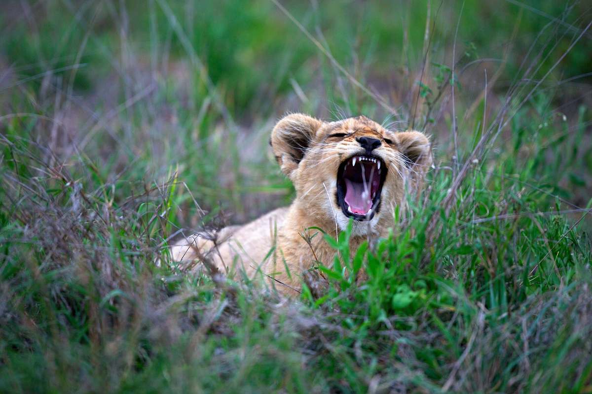 wildlife brown tiger cub on green field lion