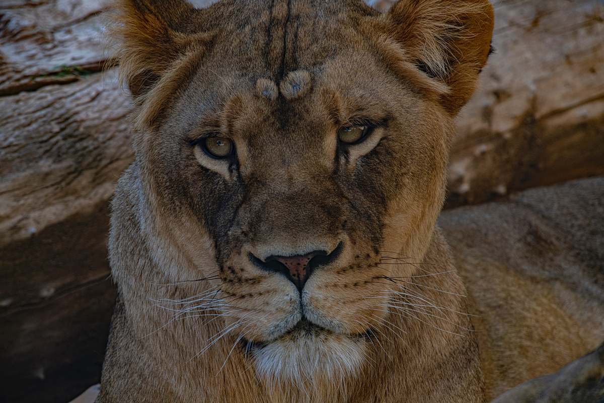 mammal brown tiger lion