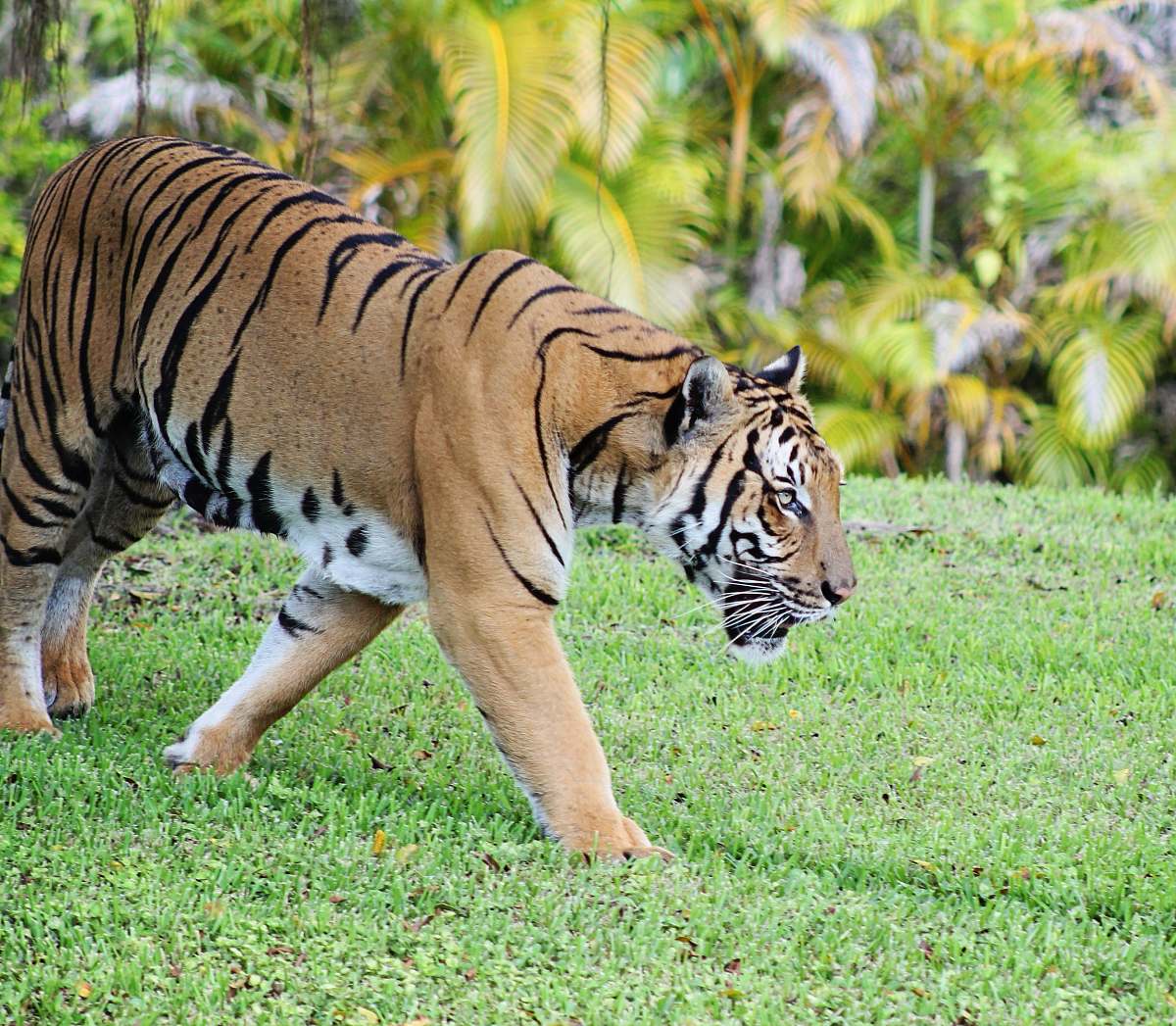 wildlife brown tiger near trees tiger