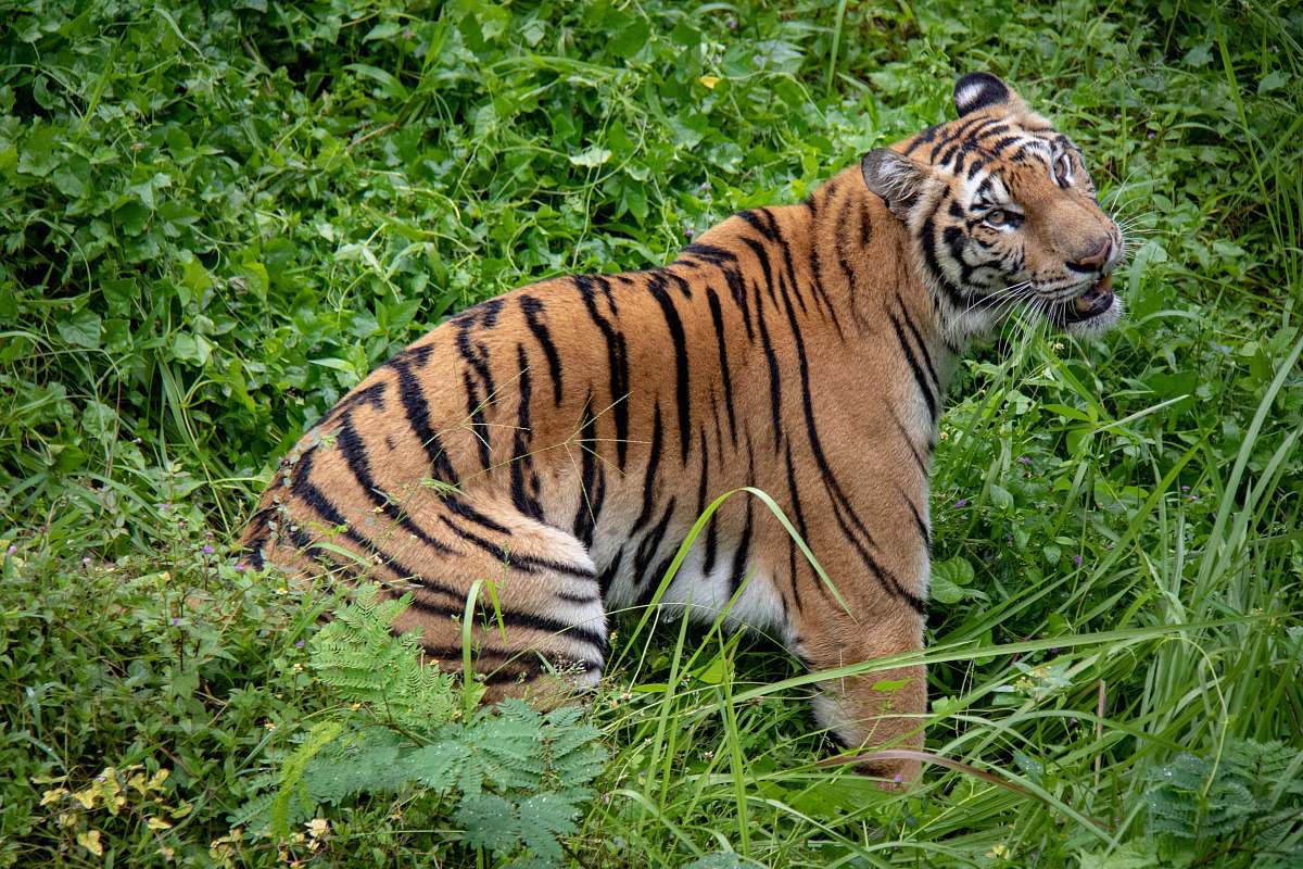 mammal brown tiger sitting on green grass bali safari park