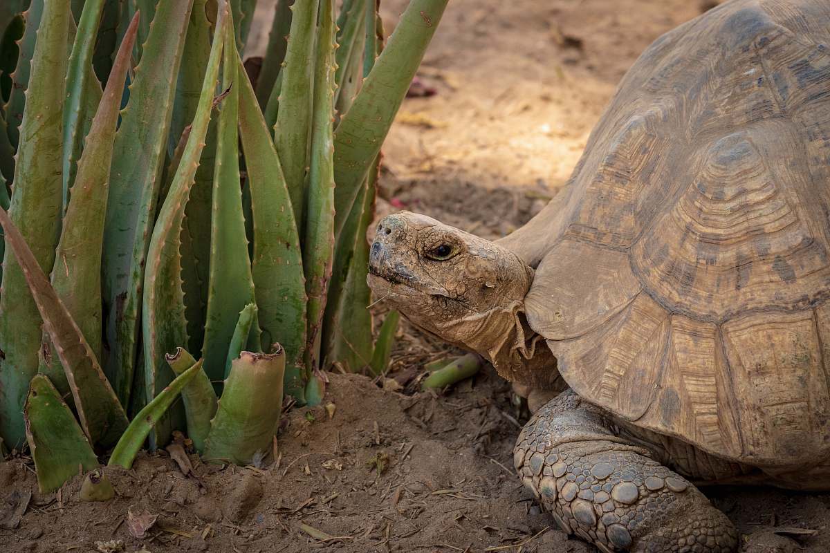 reptile brown tortoise near alove vera plant sea life