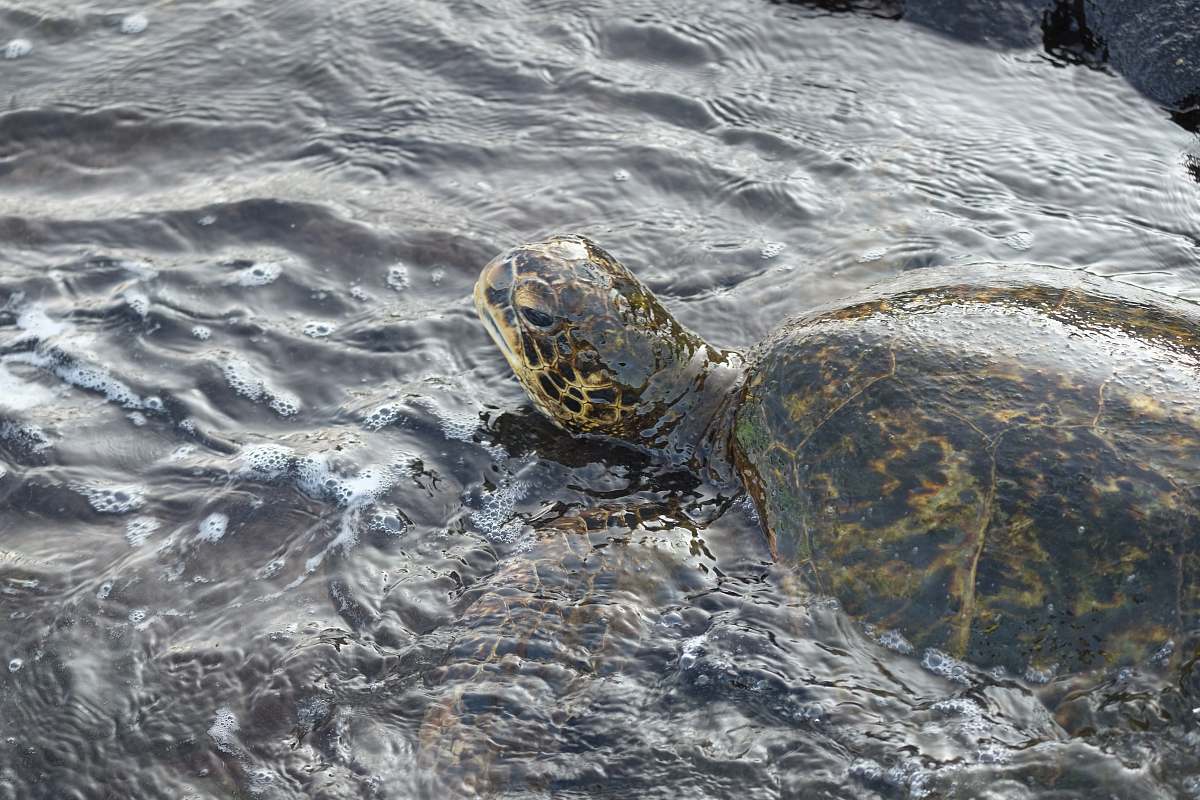 reptile brown tortoise on water sea life