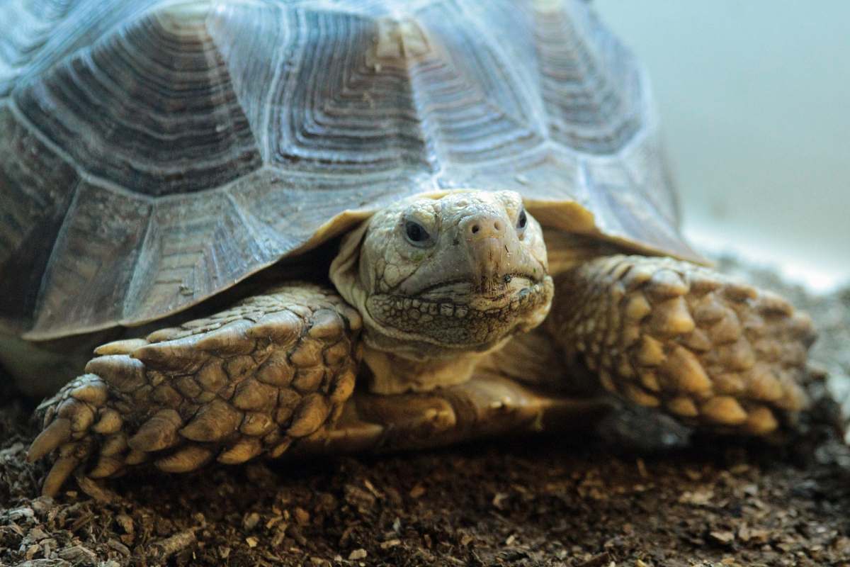 reptile brown turtle close up photo turtle