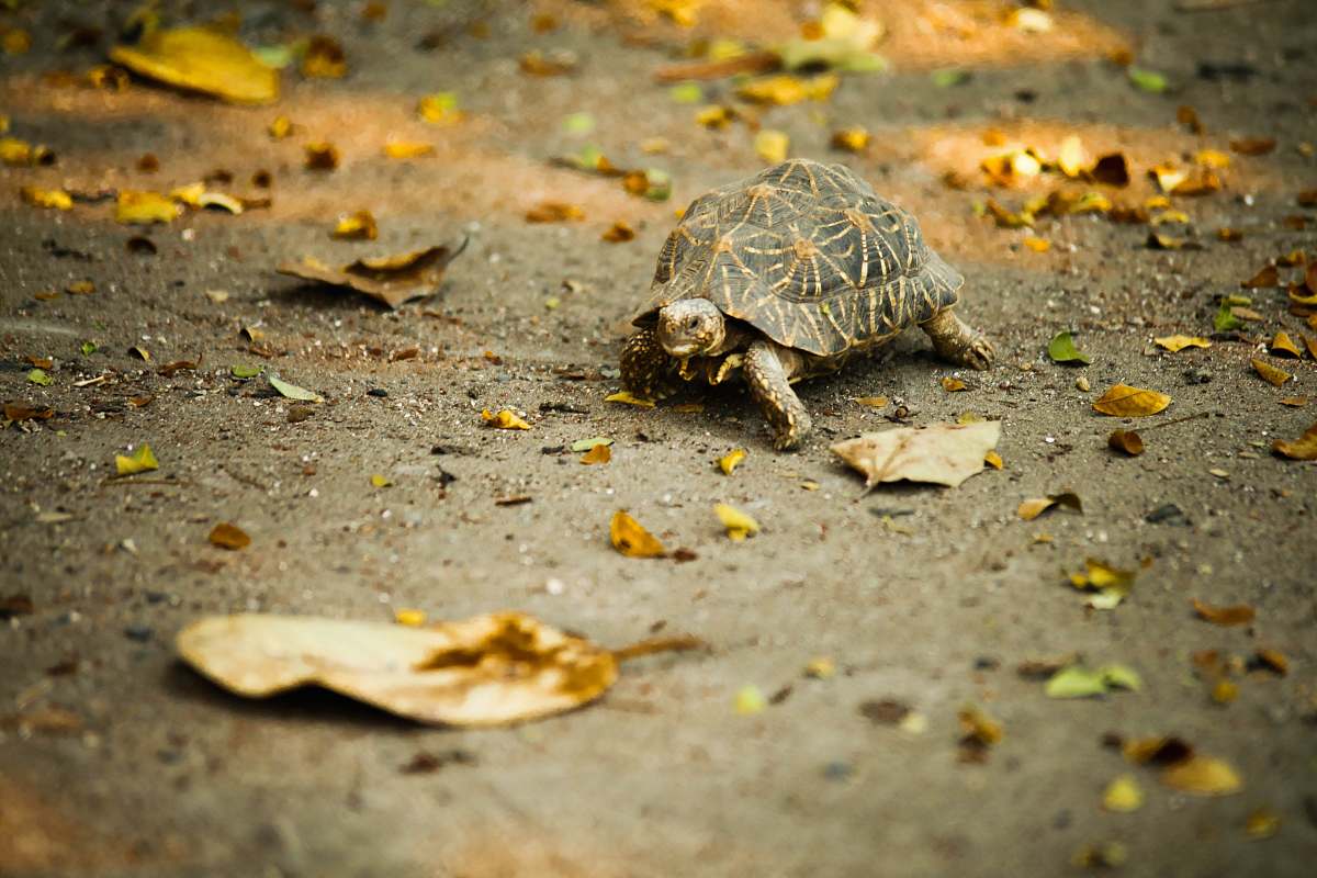 reptile brown turtle on ground turtle